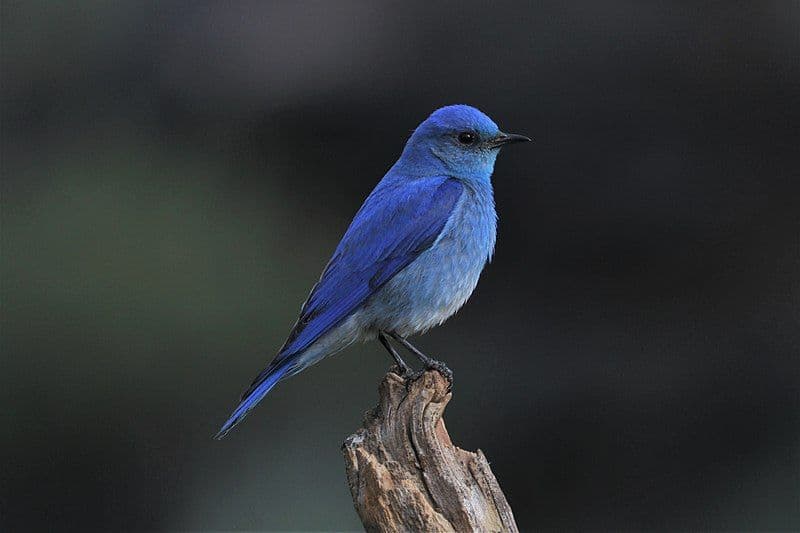 BurBir (Blue Bird)